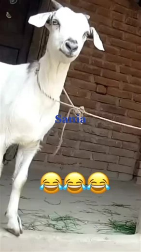 Sania Funny Videos Compilation