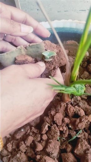 Replanting Donkey Ear plant #flowerplant #terracegardenindia #beautifulflowers ☘️🌵☘️🌵