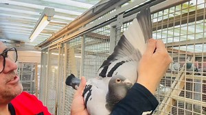 4.5K views · 242 reactions | Amazing Breeder EXPENSIVE KITTEL 1of the...