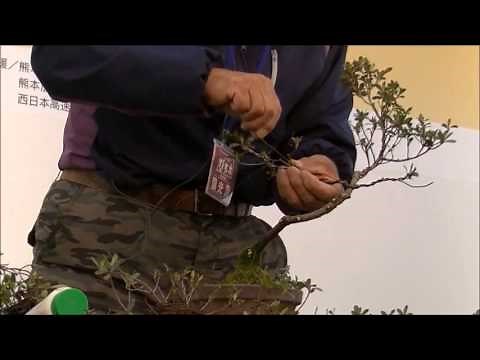 さつき盆栽の作り方 ３鉢目 How to make Satsuki bonsai