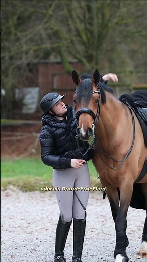 Even sport horses need turnout. 👆🏻🐴