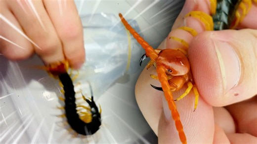 Giant centipede bite - why this venomous predator is more dangerous than most people realize