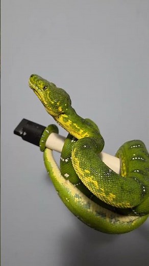 Emerald Tree Boa Colors