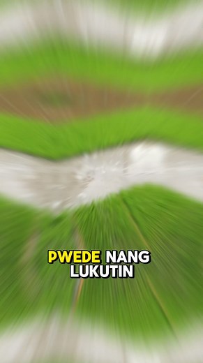 115K views · 1.3K reactions | 8 days na punla  Bio N lang ginamit natin ✅ Bio N Fertilizer #reelsviralシ #contentcreation #DIYSprayer #follower | Farm Payaman 1.0 | Facebook