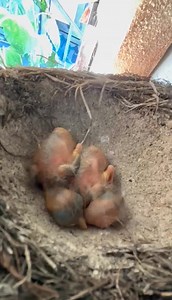 Evening folks, A little update on our resident song Thrush. Her babies have hatched and she's guarding them fiercely. She's been spending quite a bit of time sitting beside their nest panting. Chat GPT tells me she's regulating her body temperature. The children are enjoying having them at Little Nest and following their progress 🪺 | Little Nest