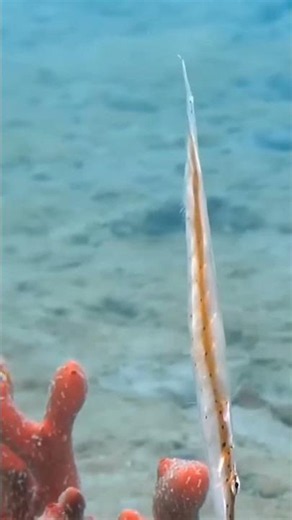 This Fish Swims Upright 😳