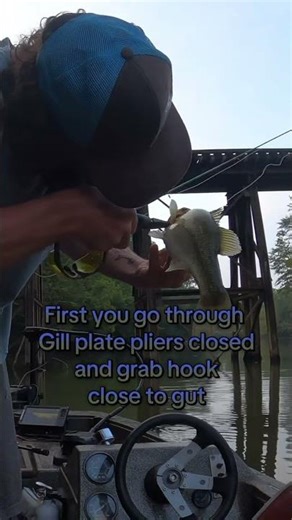 How to remove hook from gut hooked fish. #bassfishing #river #shorts #boat #outdoors