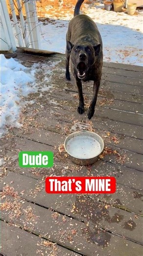 How to Entertain a Dog #dogshorts #activedogs #dutchshepherd #doggames