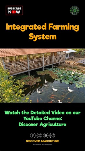 This Goat Farm Feeds Fish 😳 | Interested Goat - Fish Farming System 🐐🐟