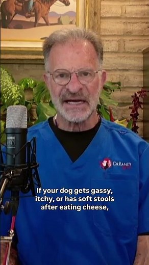Can my dog eat cheese?
