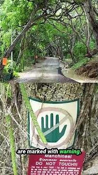 “Guinness Called It the Deadliest Tree. Here’s Why. 🏆🌿”