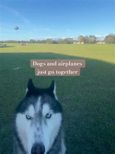My Husky is my favorite airport buddy | Dog watches airplane depart grass runway | General Aviation