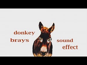 How A Donkey Brays Sound Loud / Effect / Animation