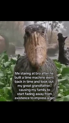 Me Staring at Bro: Funny Time Machine Meme Compilation