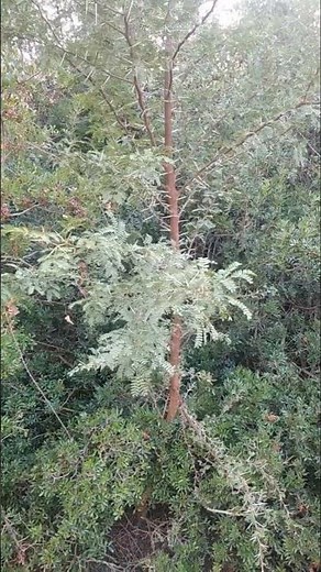 Acacia Tree 🌳 | Discover the Secrets of the Talh Tree in Nature#short