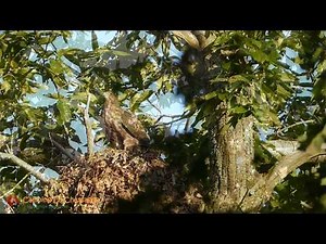 Nest of Honey Buzzards at Nature Camping La Chassagne (in Ronnet, France)