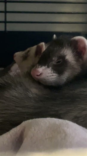 #ferret #fretkaluna #galaxyfretka #drapieżnik