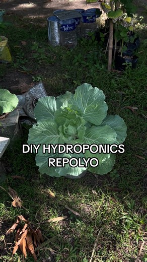 DIY HYDROPONICS Mukhang repolyo naman siguro sya 🥹 #cabbage #repolyo #hydroponics #diyhydroponics #farming