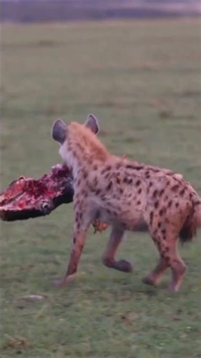 "معركة البقاء: ضباع في صراع مثير على الفريسة #animals #