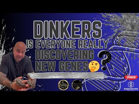 “DINKERS: BREAKTHROUGH OR BULL💩?” #BallPython #ReptileGenetics #DinkerProject #BallPythonMorphs