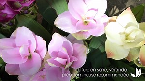 10K views · 375 reactions | Vos connaissez le curcuma en épice, mais connaissez-vous les fleurs de curcuma ?  | Truffaut | Facebook