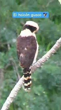 El canto del halcón guaco o reidor es increíble. #halcón #aves #animales