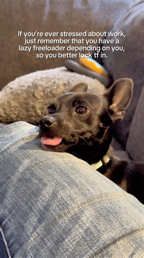 i’m just baby, i dont have any money 🐣 #chihuahua #cutedog #petsoftiktok #ytshorts #dogshorts