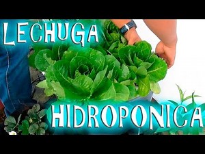 Cultivo Hidroponico de Lechuga casero fácil || México Verde