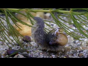 Feedind of great silver water beetle larva/Közönséges óriáscsibor lárva táplálkozása