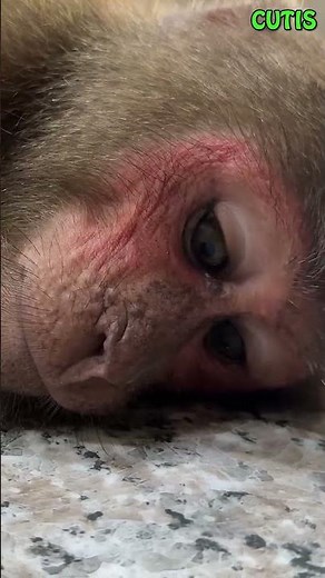 Baby panics when CUTIS is motionless #CuTis #Monkey #Shorts #BabyMonkey