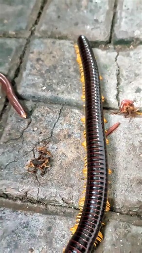 big milipede #millipede #insecthorror#bigmilipede