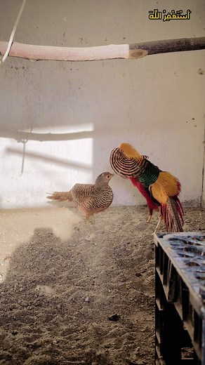 Bird's Aviaries on TikTok