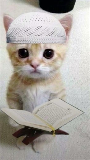ramadan cats halal rap #edit