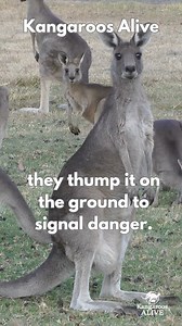 Kangaroos do indeed use their tails as a form of non-verbal communication, which is an interesting aspect of their behaviour. Here are some interesting points: 1. Tail positioning: The position of a kangaroo's tail can convey different messages. For example, a relaxed tail usually indicates a calm state, while a stiff, upright tail might signal alertness or potential aggression. 2. Thumping: Kangaroos will sometimes thump their tails loudly on the ground. This behaviour serves multiple purposes: