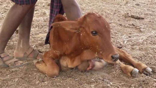 Herders in Kenya suffer heavy livestock losses as drought deepens