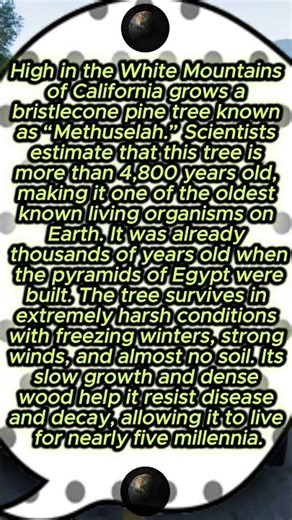 The Oldest Living Tree on Earth