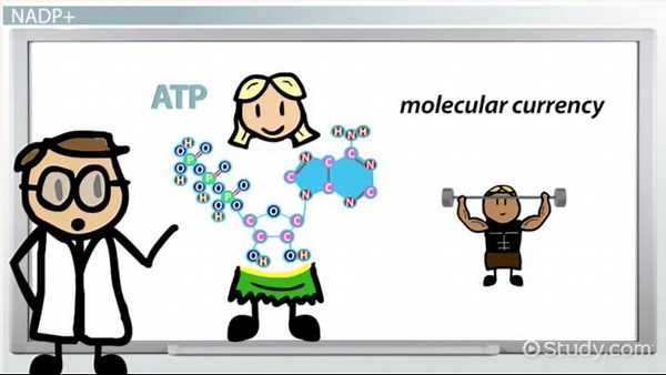 NADPH in Biology | Definition, Structure & Function