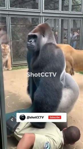 Zoo Incident Files #shockingmoment #animals