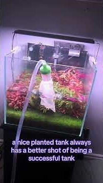 How to setup a fish tank for Beginners