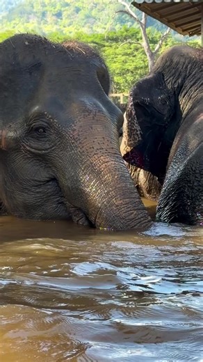Thung Thong and Nam Phueng have been reunited 💕and these images speak louder than words. Just a few hours after their reunion, their eyes sparkled with life again, their spirits lifted, and they began to play together like joyful children. In those tender moments, you can see the love, the unbreakable bond, and the deep happiness that comes from being together once more. After all they have endured, being reunited is not just a meeting it is healing, hope, and a beautiful new beginning. 🐘 ถุงท