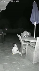 Ghost vs Cat 😱 #mustwatch #trending #viral #ghost #shorts