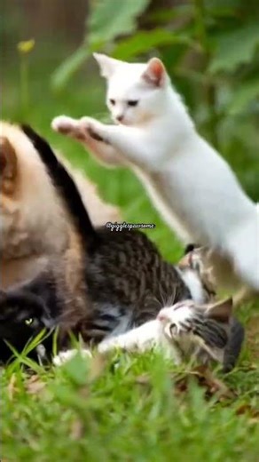 My Dog Playing With Tiny Kittens 🐶🐱 | Cutest Friendship Ever 😭 #shorts #dog