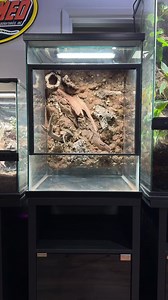 How I Build a Bioactive Background 18x18x24” (last post of 2023) #everevolvingexotics #reptileshop #tucson #arizona #greatstufffoam #bioactive #livingvivarium #dartfrogs | Ever Evolving Exotics