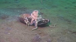 Determined Octopus Walks an Empty Coconut Shell Across the Ocean Floor