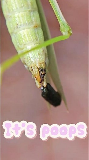 This insect poops on my hand #insects #grasshopper #poop