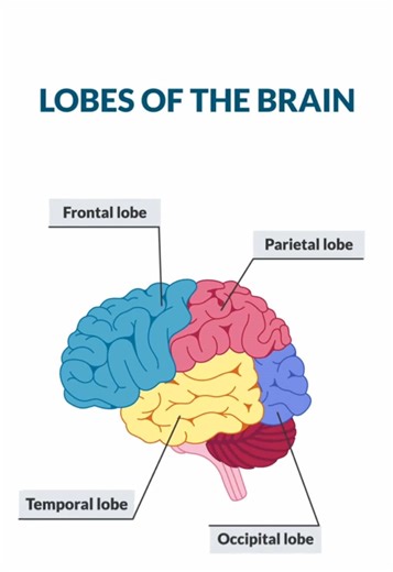 Let's review the lobes of the brain ! 🧠 Tune in tomorrow night for part 2! . . #anatomy #nursing #healthcare