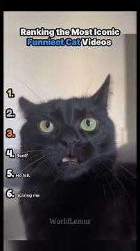 Ranking "Iconic cat Videos" #cats #funny #ranking
