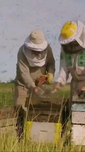 تعلم تربية النحل انضم الى الصفحة الان! @apiculture.maroc #apiculture #تربية_النحل #beekeeping | موقع نحالة تافوغالت