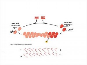 Cytoskel Actin Treadmilling