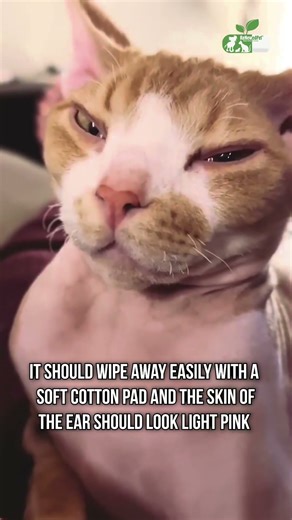 What’s Normal & What’s Not - Sphynx Cat Ear Buildup! #aphynxtips
